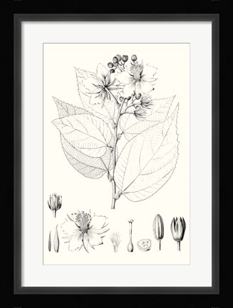 Framed Illustrative Leaves III Print