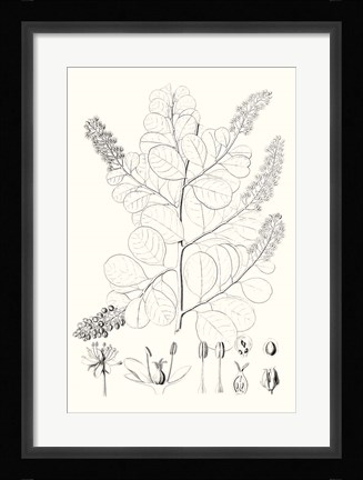 Framed Illustrative Leaves IV Print