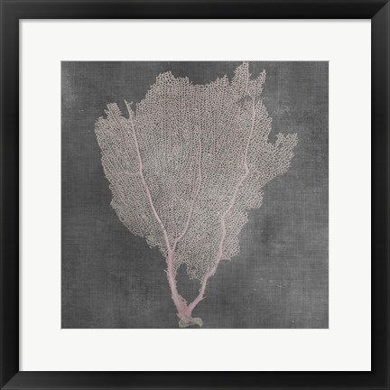 Framed Natural Sea Fan I Print