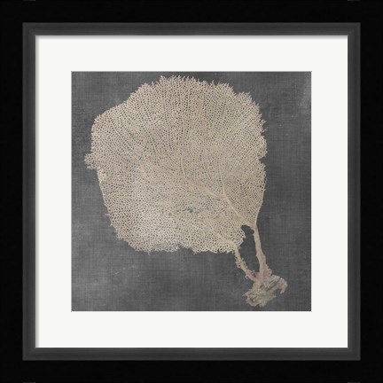 Framed Natural Sea Fan II Print