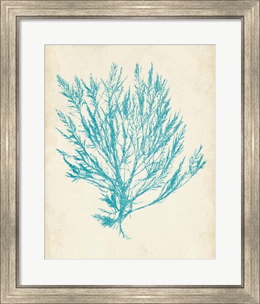Framed Aquamarine Seaweed IV Print