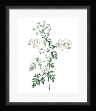 Framed Soft Green Botanical II Print