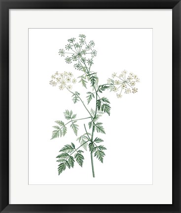 Framed Soft Green Botanical II Print