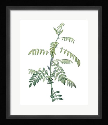 Framed Soft Green Botanical III Print
