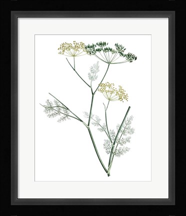 Framed Soft Green Botanical IV Print