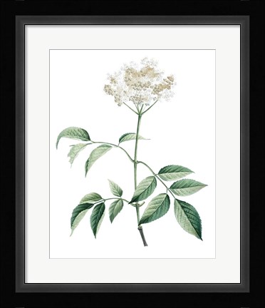 Framed Soft Green Botanical VI Print