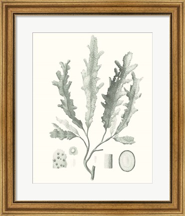 Framed Sage Green Seaweed I Print