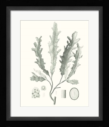 Framed Sage Green Seaweed I Print