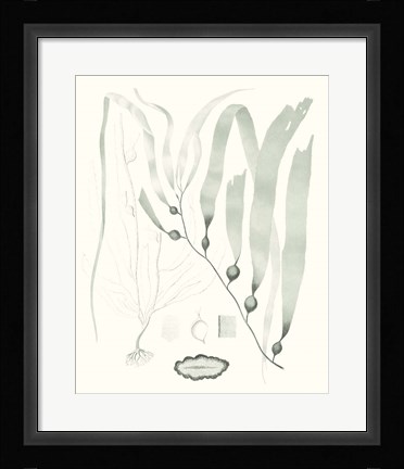 Framed Sage Green Seaweed III Print