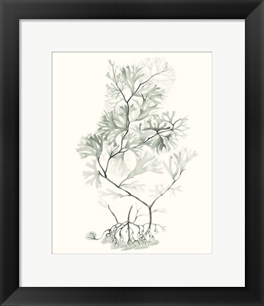 Framed Sage Green Seaweed VI Print