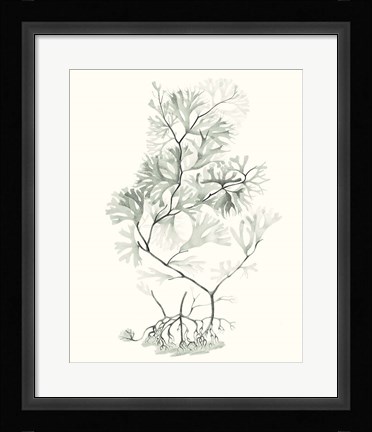Framed Sage Green Seaweed VI Print