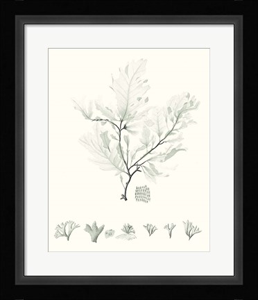 Framed Sage Green Seaweed VII Print