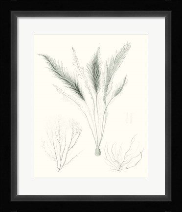Framed Sage Green Seaweed VIII Print