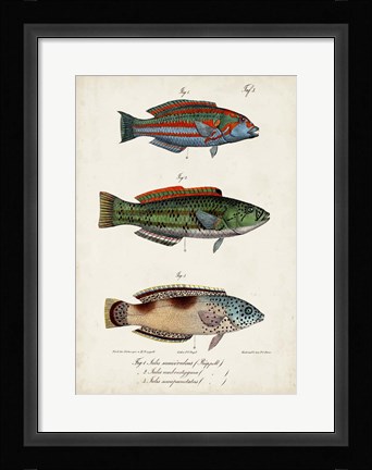 Framed Antique Fish Trio I Print