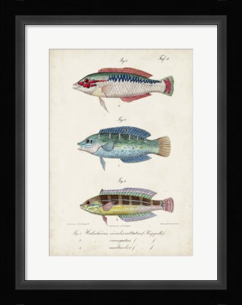 Framed Antique Fish Trio II Print