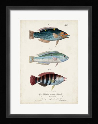 Framed Antique Fish Trio III Print