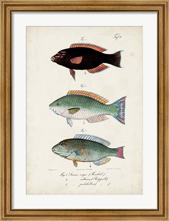 Framed Antique Fish Trio IV Print