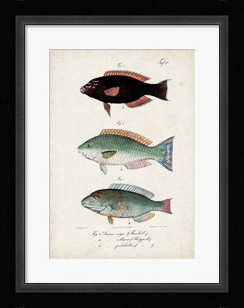 Framed Antique Fish Trio IV Print