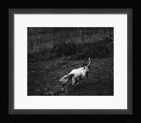 Framed Running Horse Print