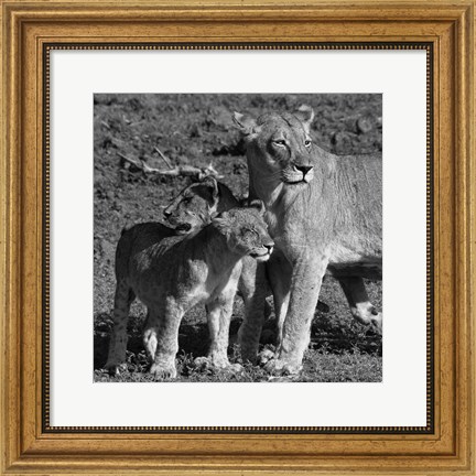 Framed Lioness and Cubs Print