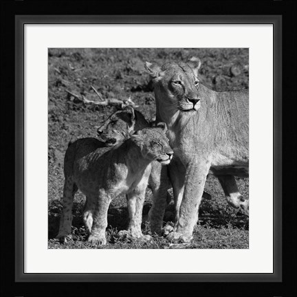 Framed Lioness and Cubs Print