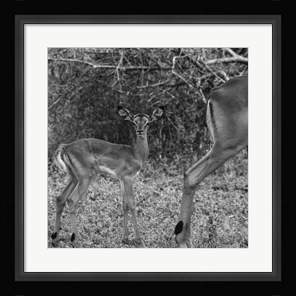 Framed Impala and Baby Print