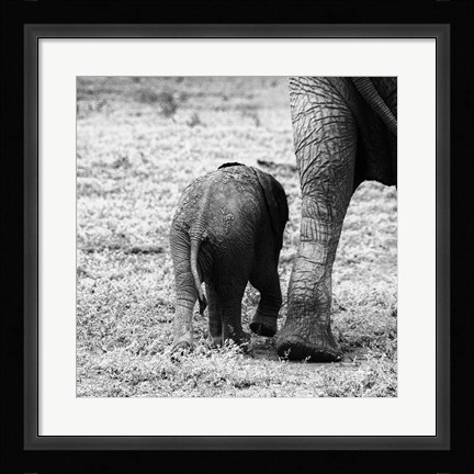 Framed Mama and Baby Elephant II Print