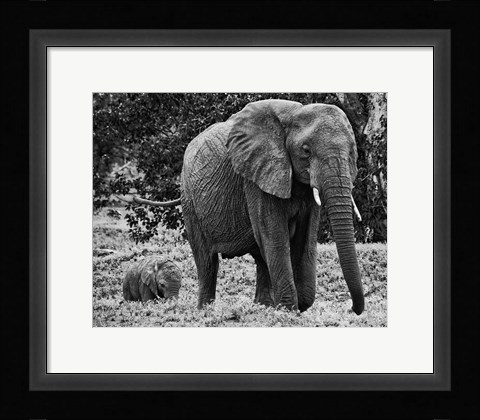 Framed Mama and Baby Elephant I Print