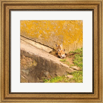 Framed Fox Cubs II Print