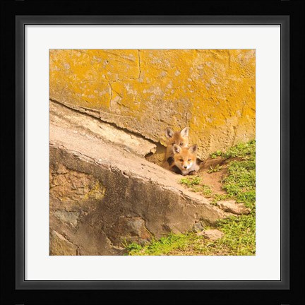 Framed Fox Cubs II Print