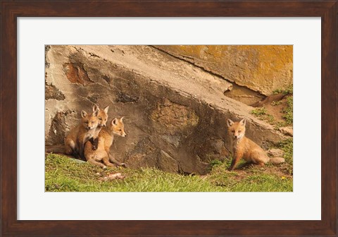 Framed Fox Cubs I Print