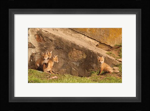 Framed Fox Cubs I Print