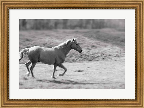 Framed Pasture Run Print