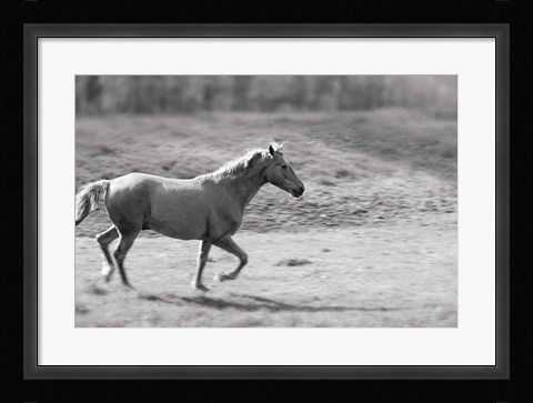 Framed Pasture Run Print