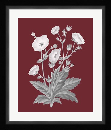 Framed Pomegranate Botanical VI Print
