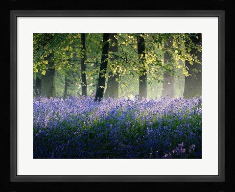 Framed Last of The Bluebells Print