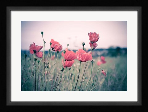 Framed Pink Tulips Print