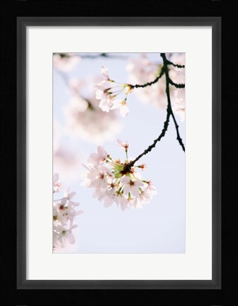 Framed Paris Petals Print