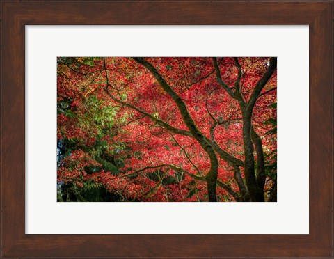 Framed Autumn Beauty Print