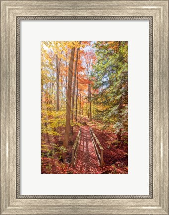 Framed Forest Bridge Print