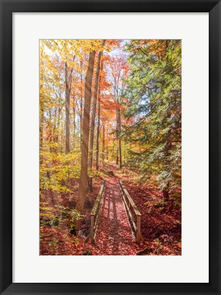 Framed Forest Bridge Print