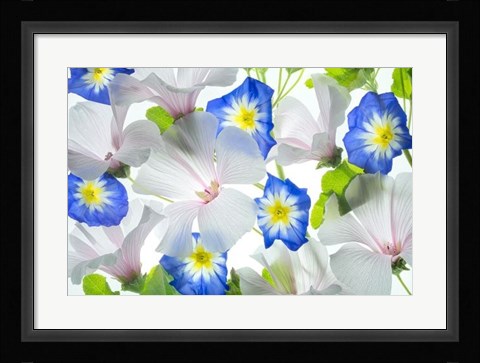 Framed Hybiscus and Blue Ensign flower Print