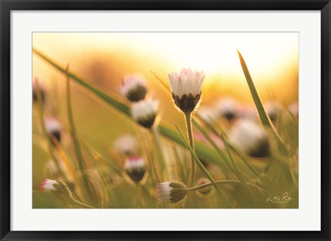 Framed Daisy at Sunset Print