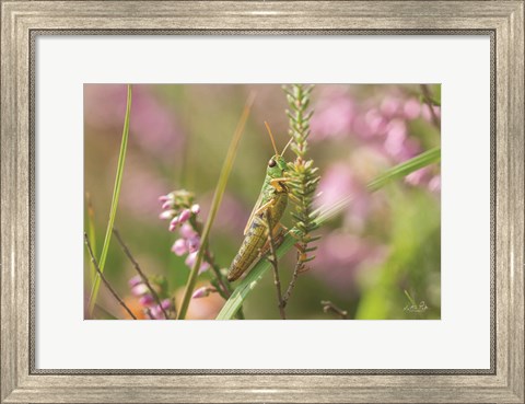 Framed Grasshopper Print