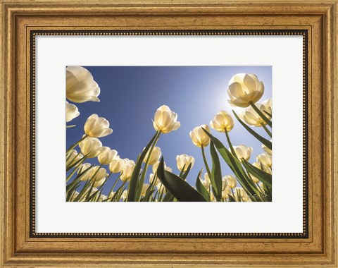 Framed Look Up in White Print