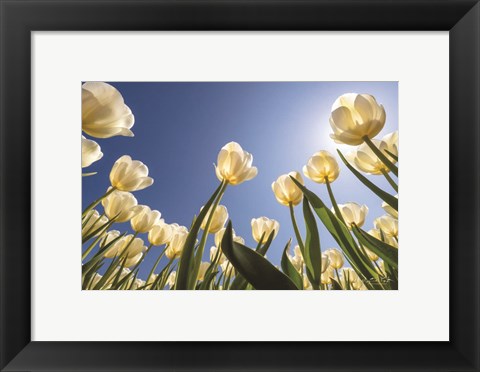 Framed Look Up in White Print