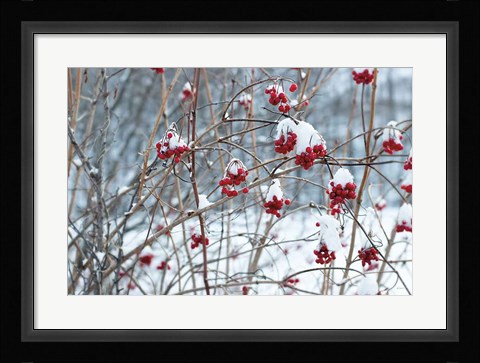 Framed Berries in Winter Print
