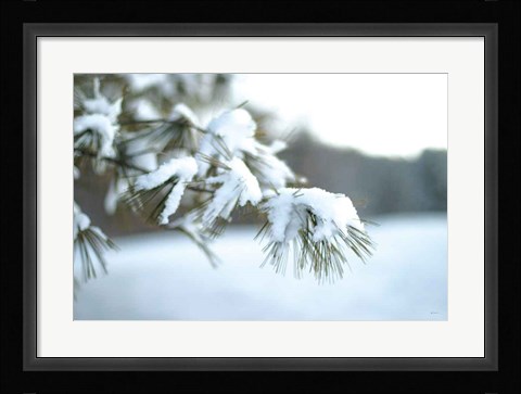 Framed Frosted White Pine Print