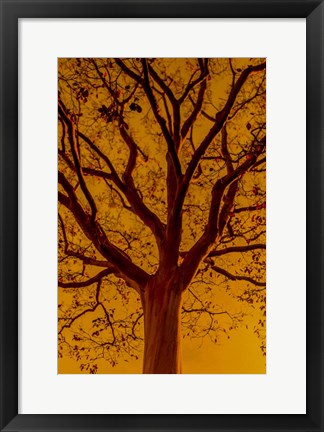 Framed Orange Glow Print