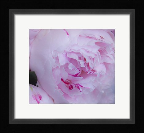 Framed Pink Flower Print